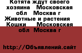 Котята ждут своего хозяина - Московская обл., Москва г. Животные и растения » Кошки   . Московская обл.,Москва г.